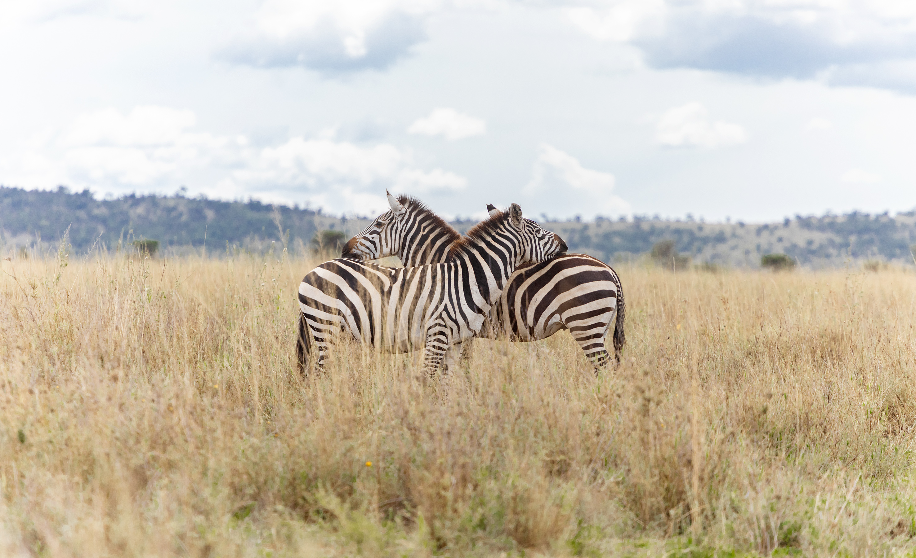Two zebras back-to-back in tall dry African savanna grass.