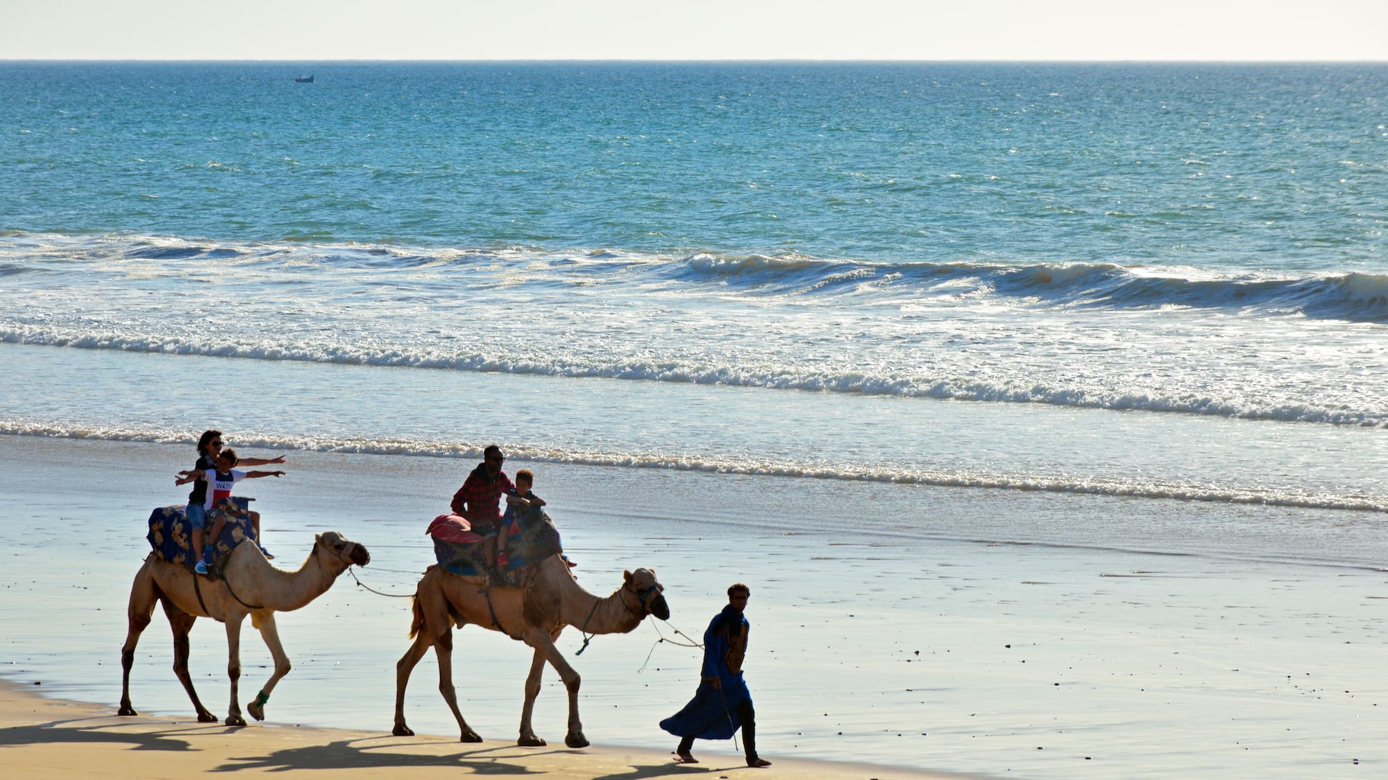 people camels walking on a beach
