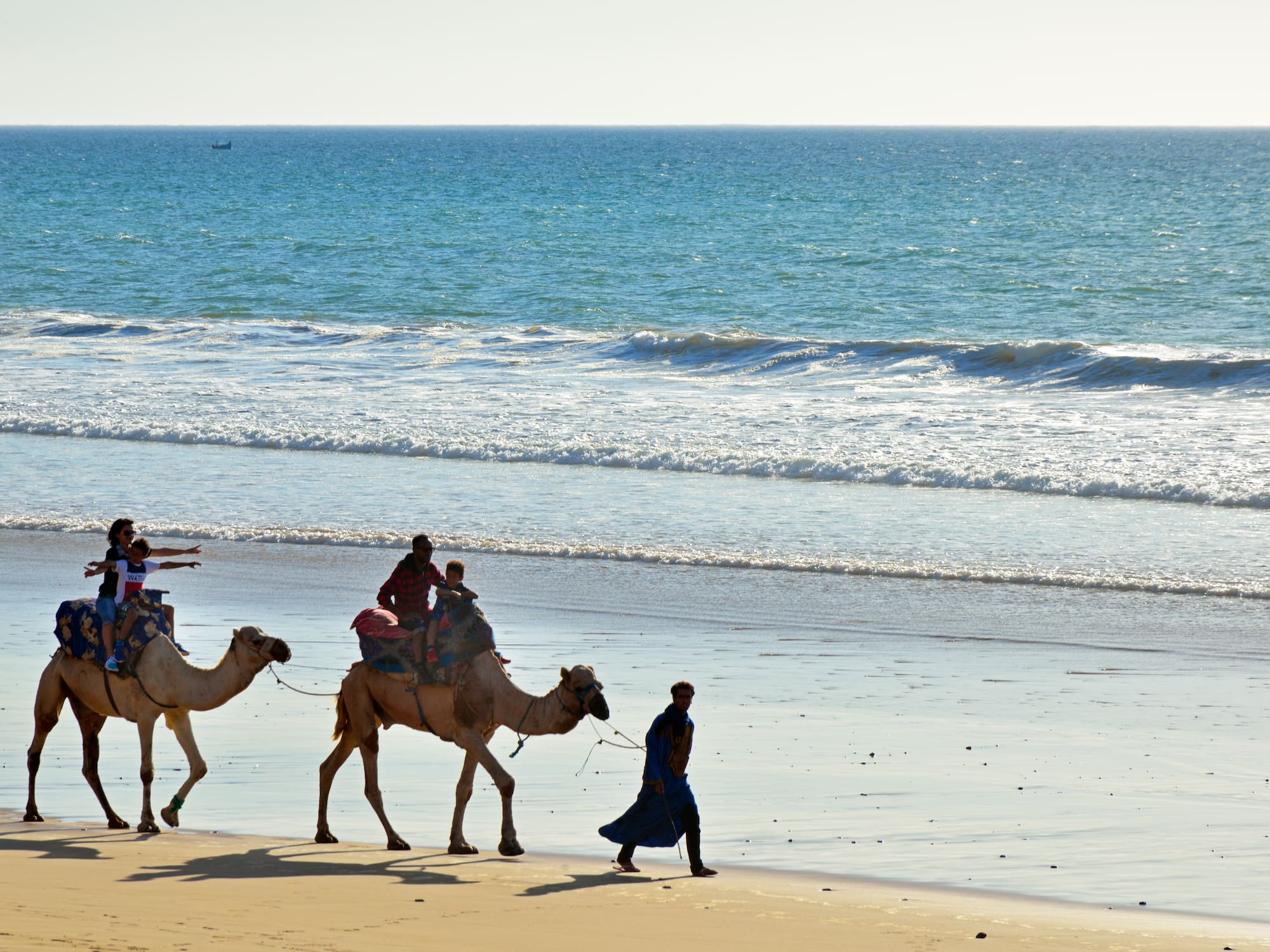 people camels walking on a beach