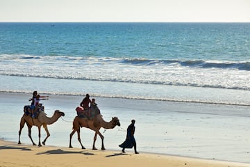 people camels walking on a beach