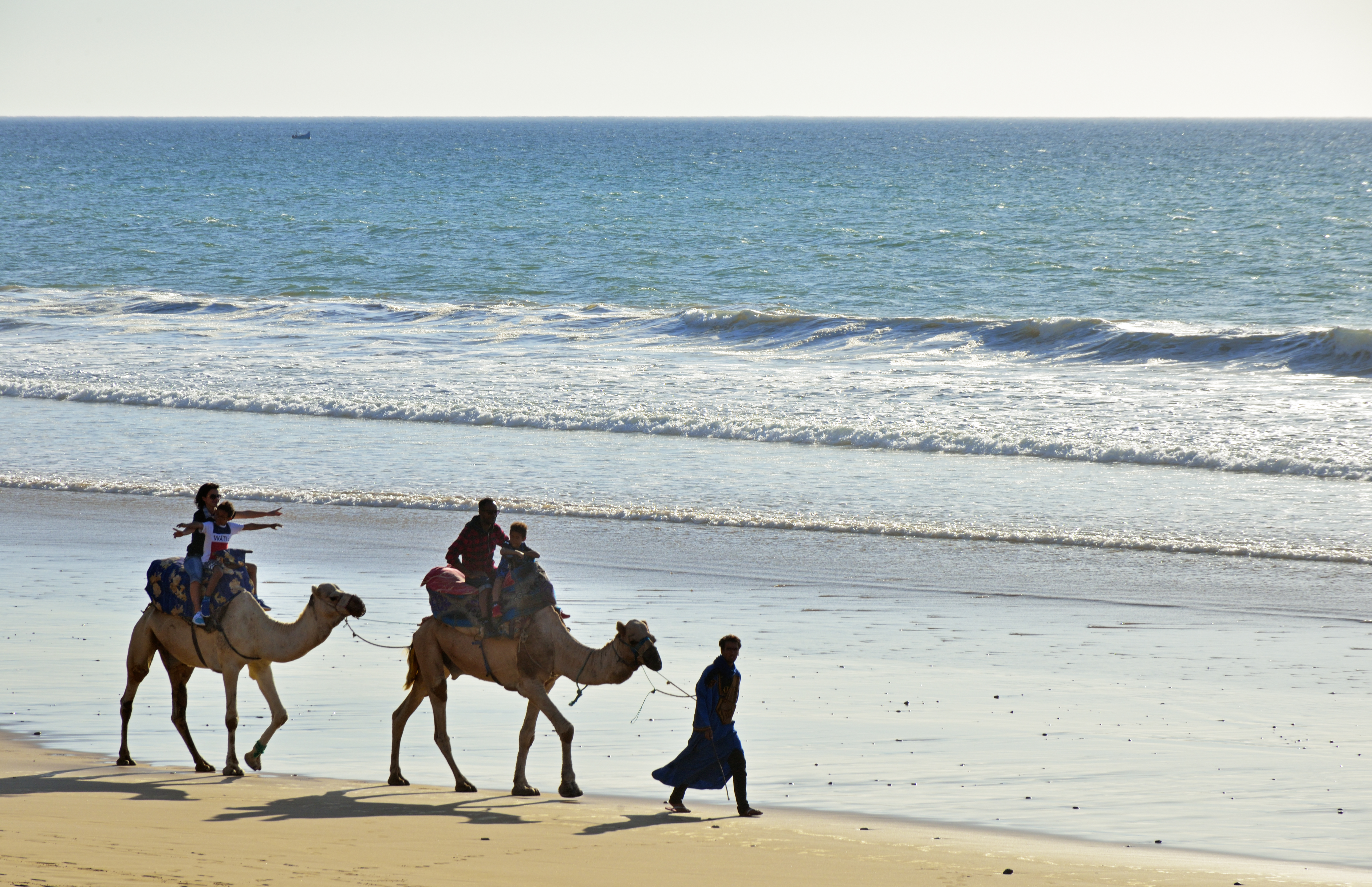 people camels walking on a beach