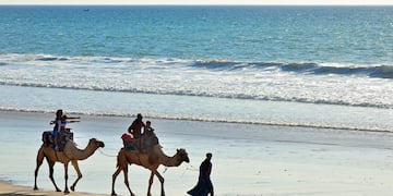 people camels walking on a beach