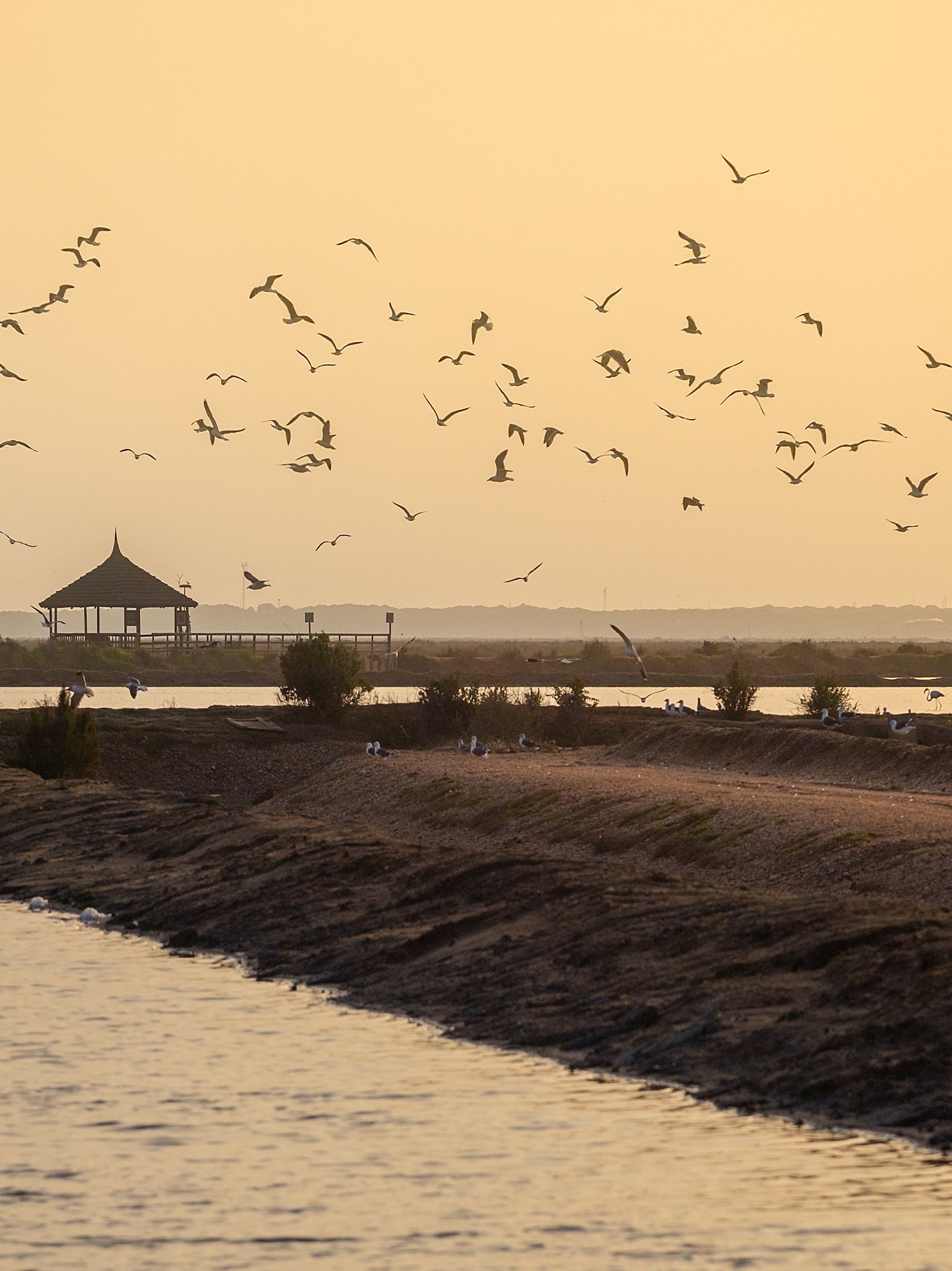 a flock of birds flying over water