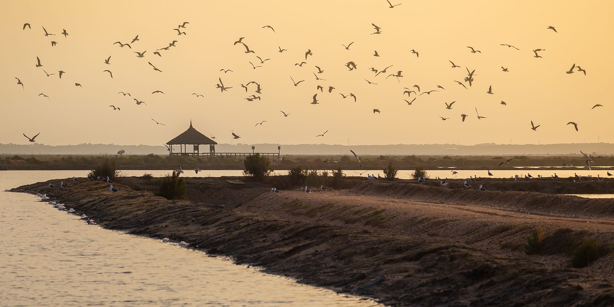 a flock of birds flying over water