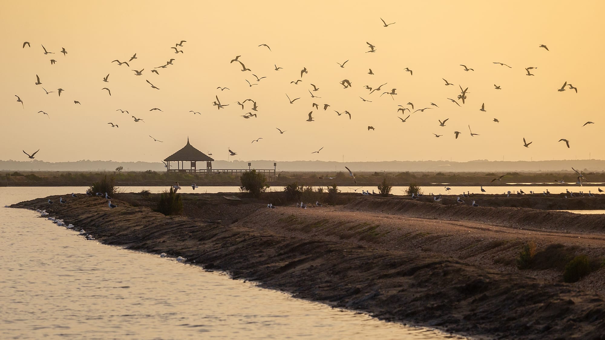 a flock of birds flying over water