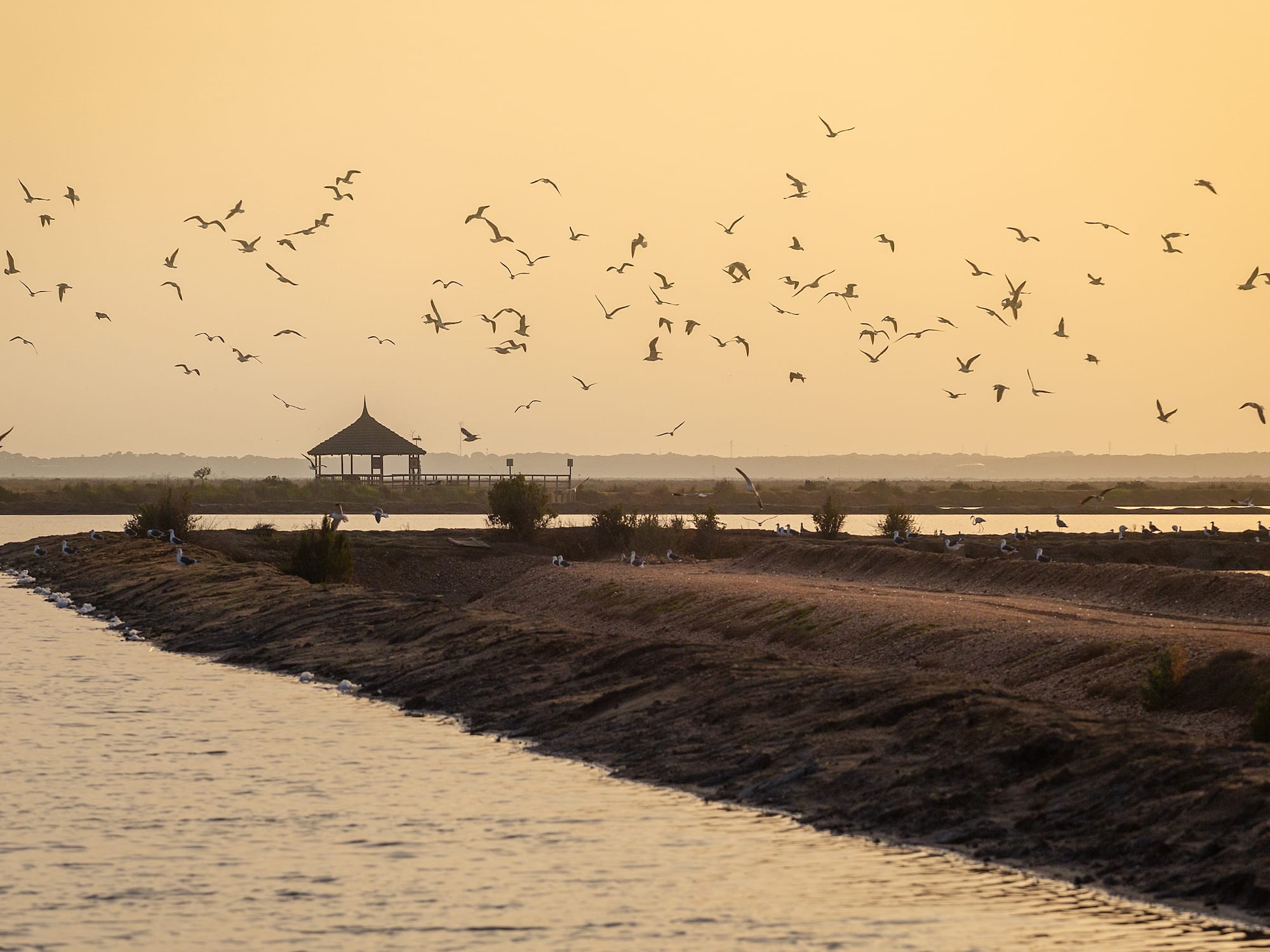 a flock of birds flying over water