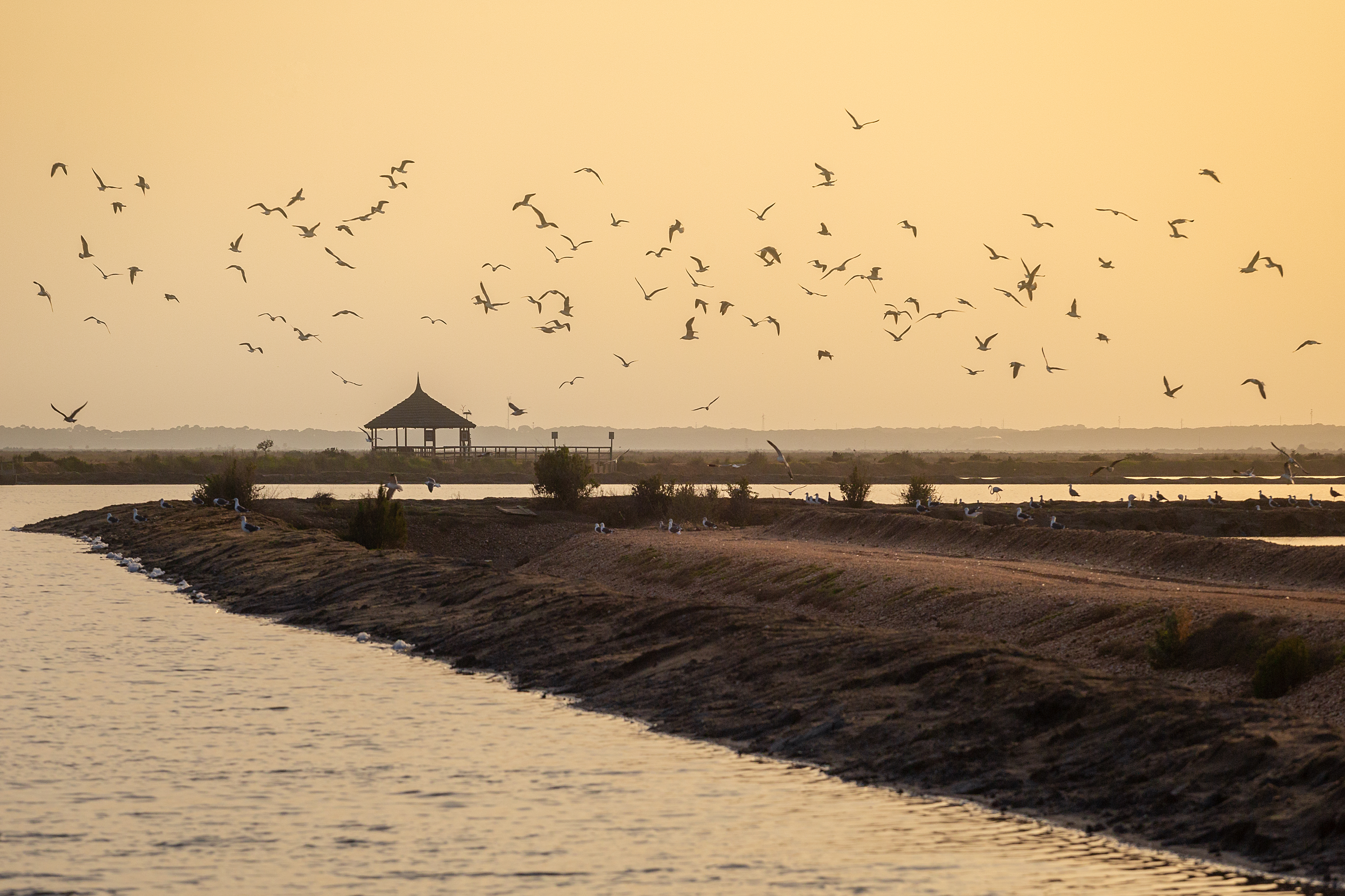 a flock of birds flying over water