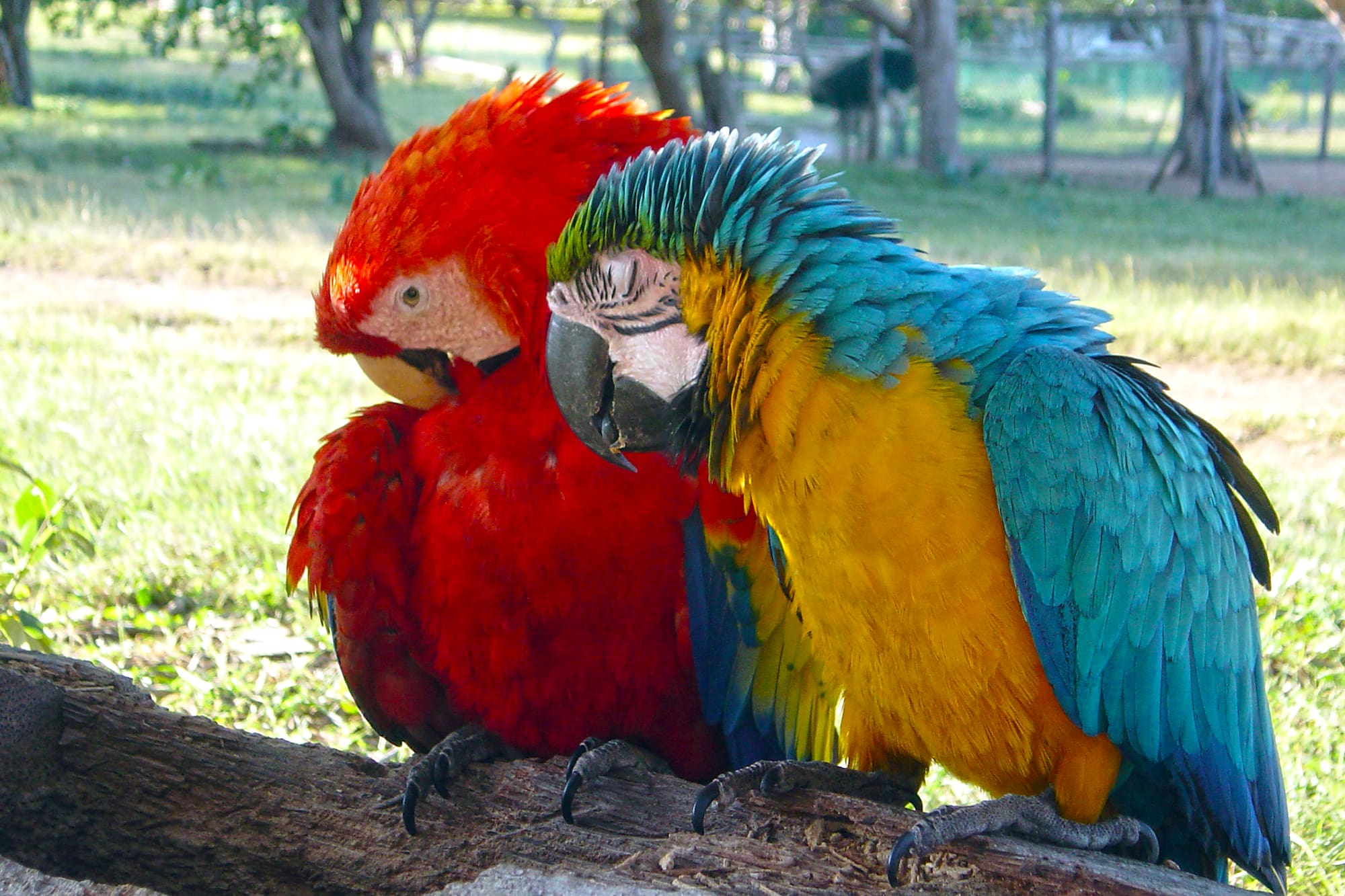 Guacamayos rojo y azul-amarillo en tronco, parque soleado.