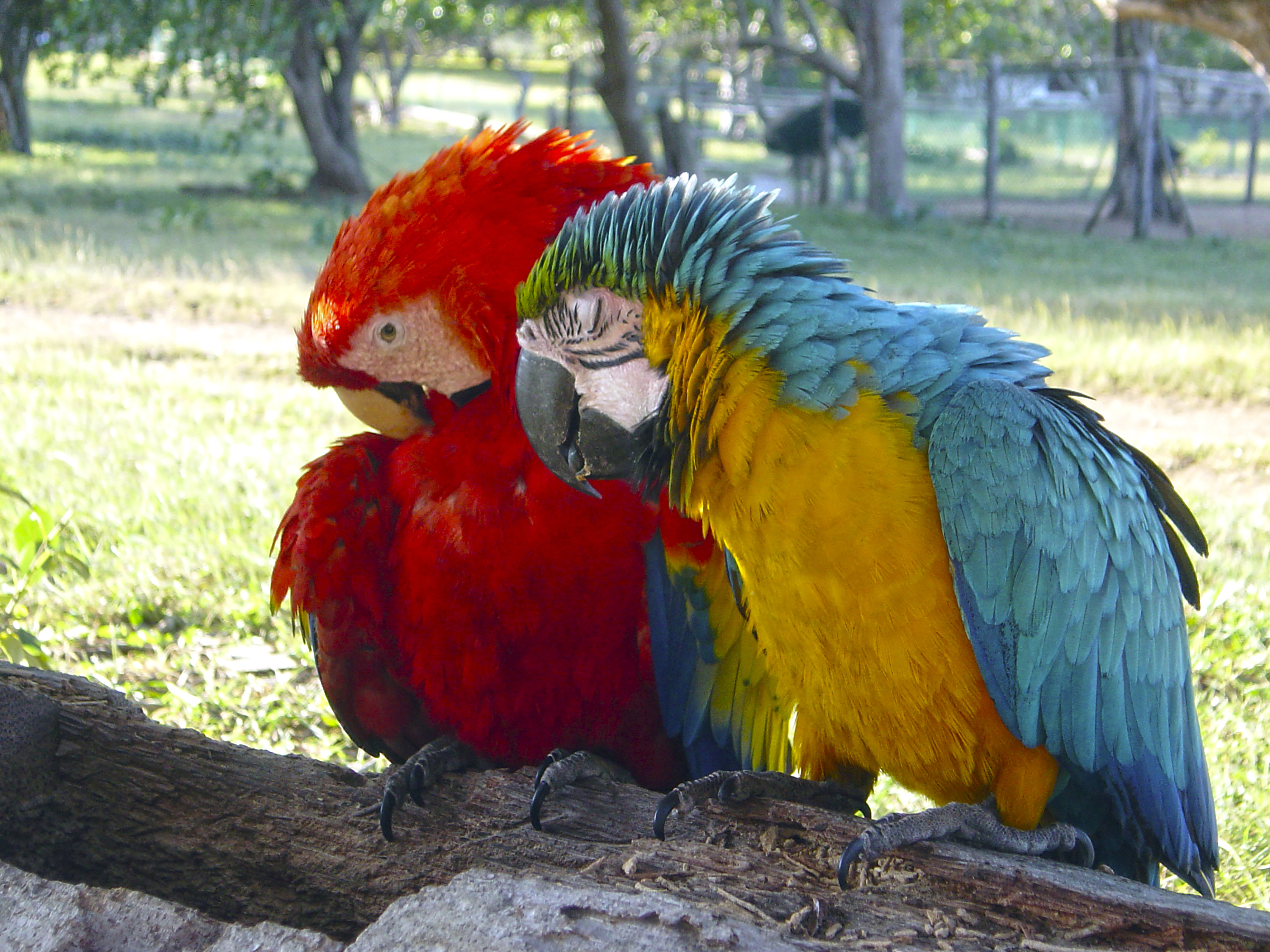 Guacamayos rojo y azul-amarillo en tronco, parque soleado.