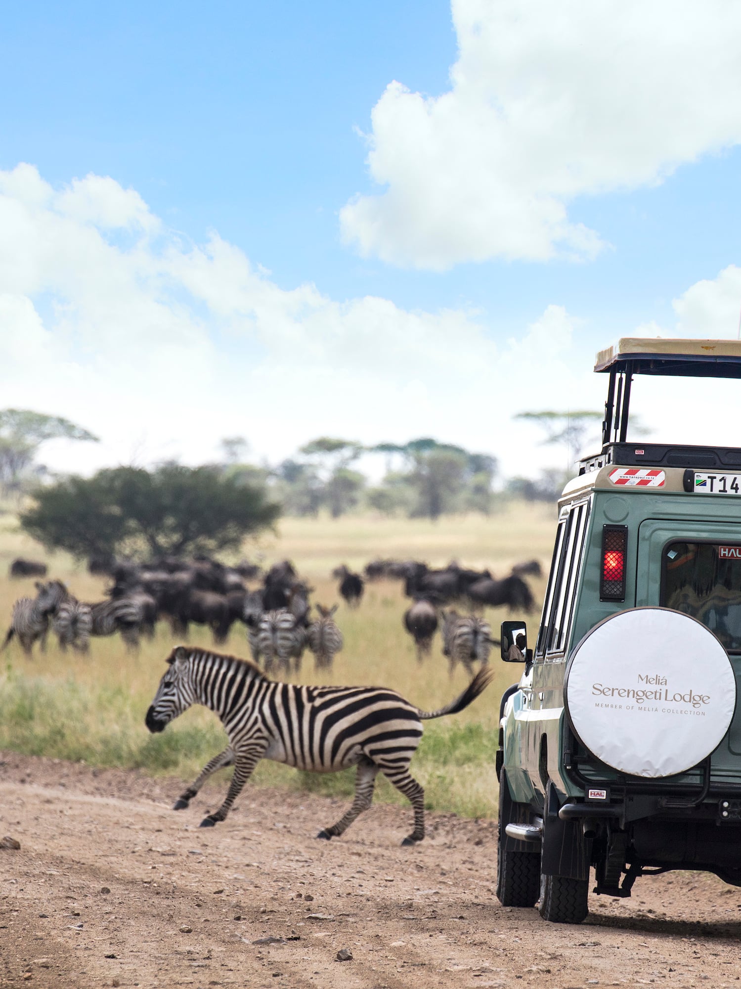 a zebra running on a dirt road