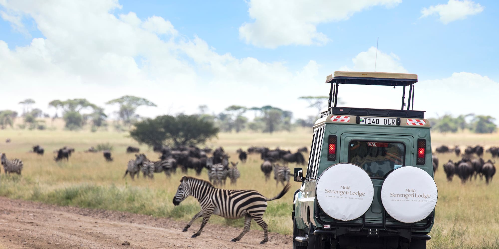 a zebra running on a dirt road