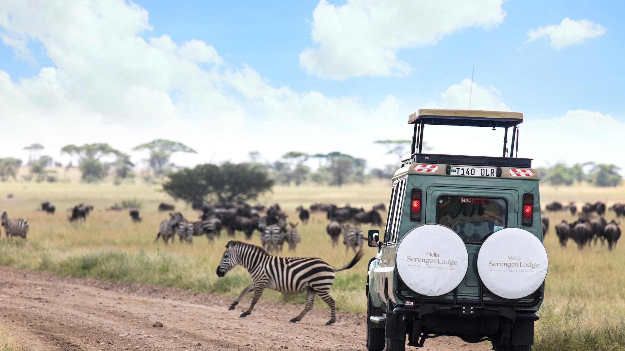 a zebra running on a dirt road