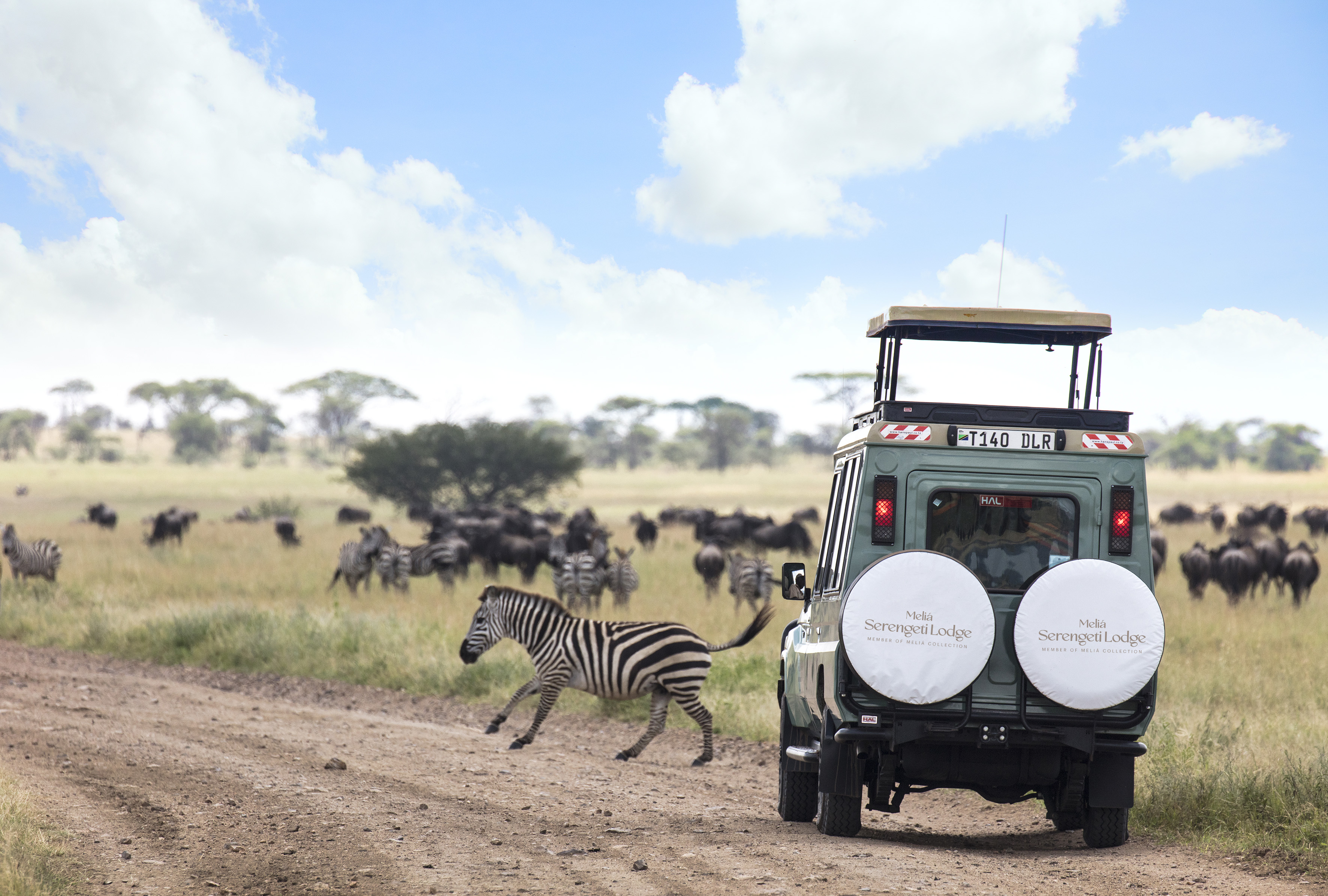 Serengeti safari: Vehicle, zebra crossing road, wildebeest herd.