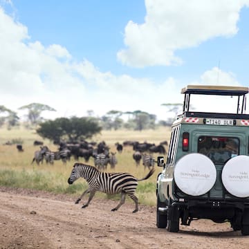 a zebra running on a dirt road