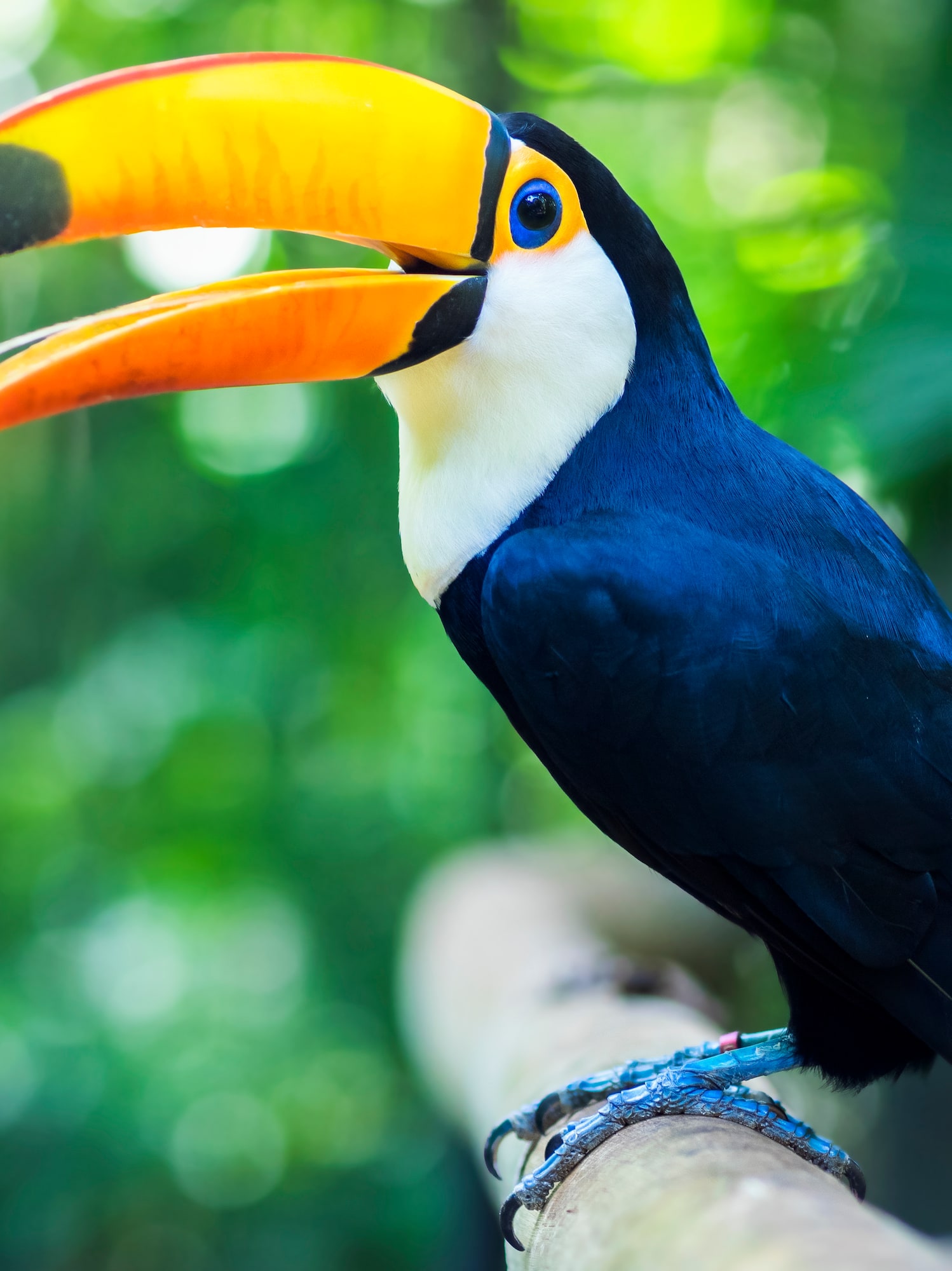 a bird with a large beak