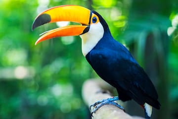 a bird with a large beak