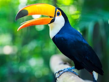 a bird with a large beak