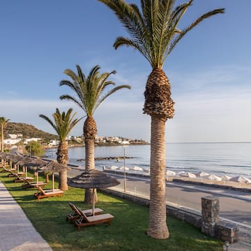 a row of palm trees on grass next to a beach