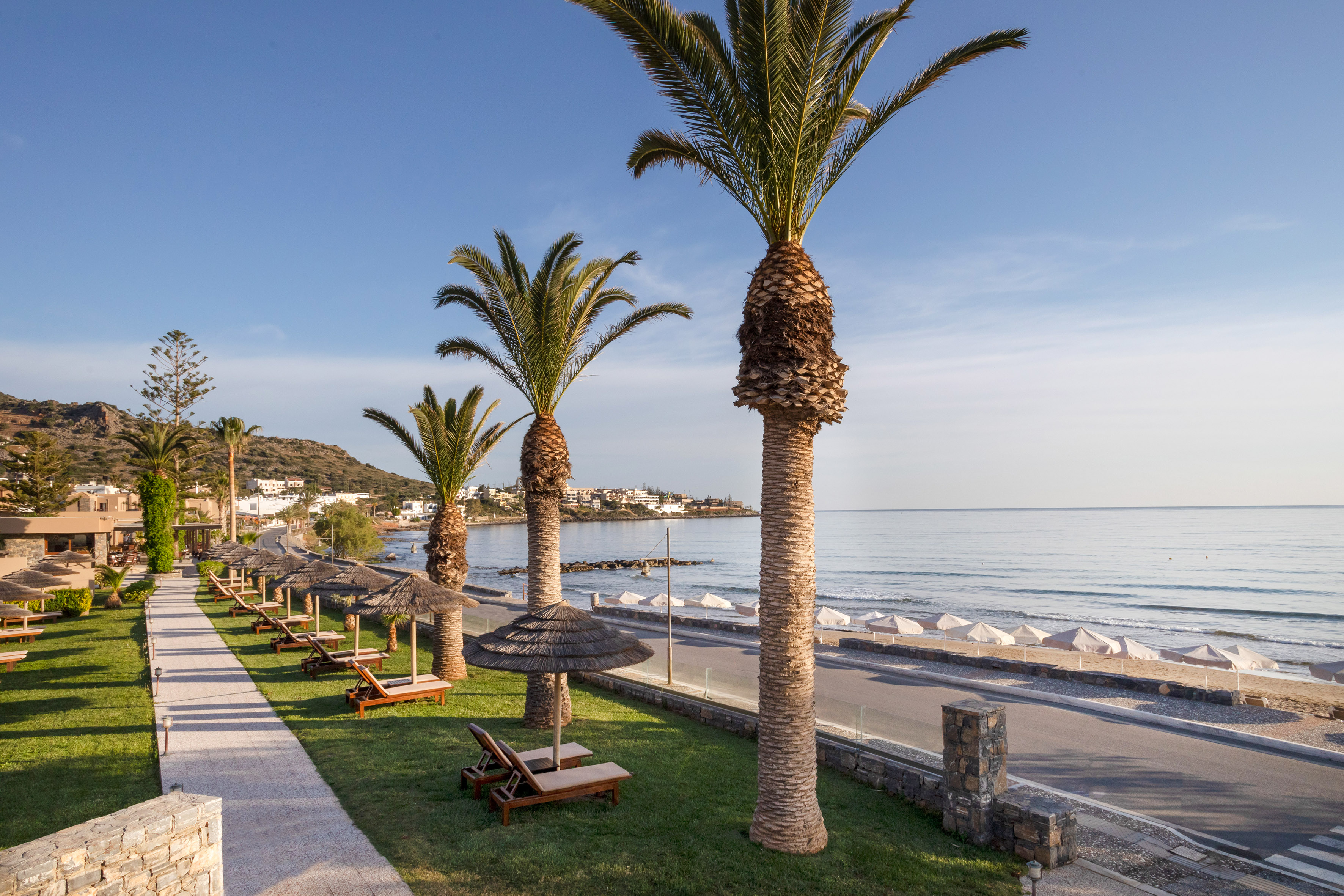 a row of palm trees on grass next to a beach