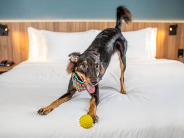 a dog on a bed with a ball