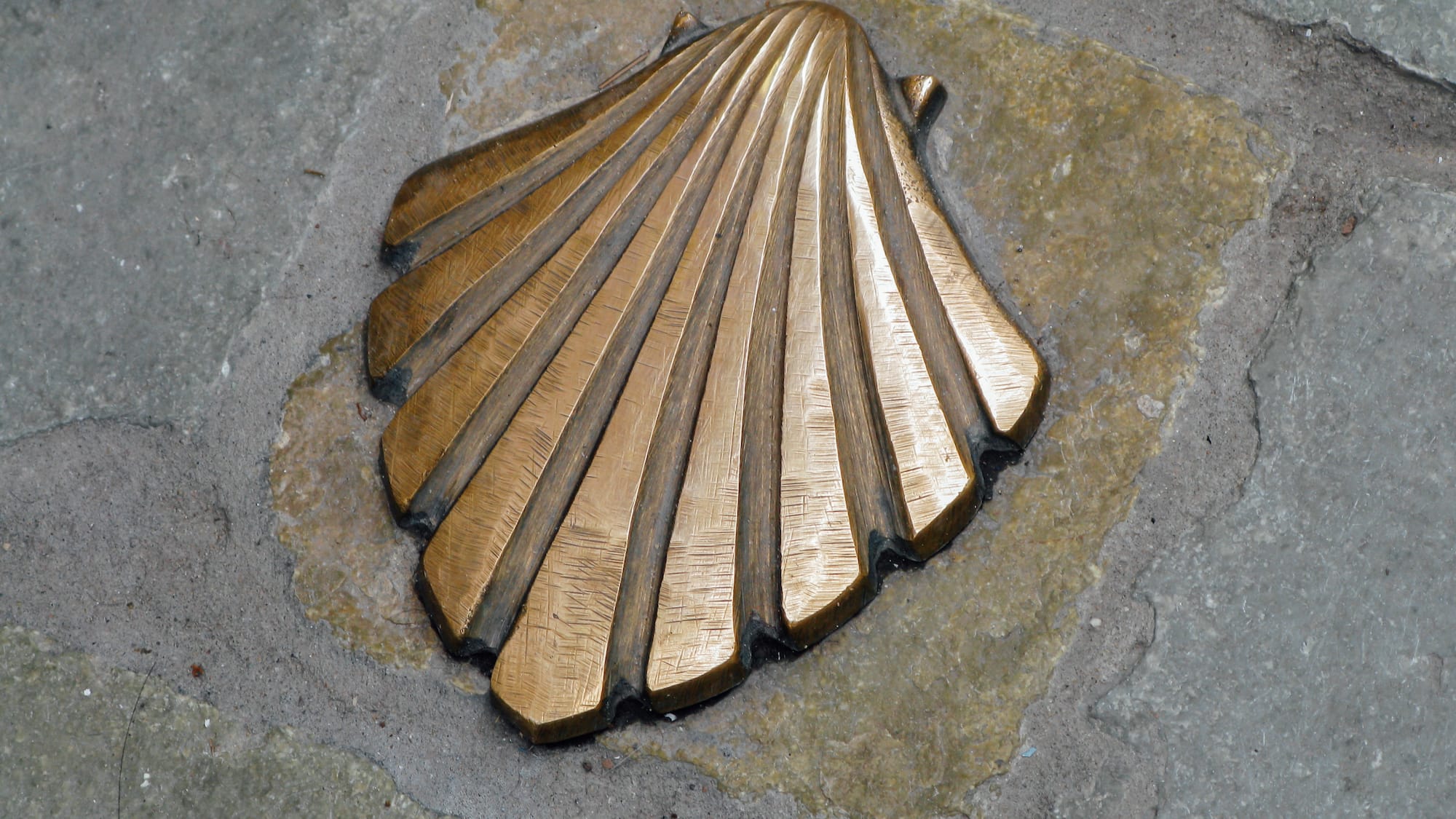 a bronze shell on a stone surface