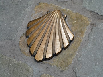 a bronze shell on a stone surface