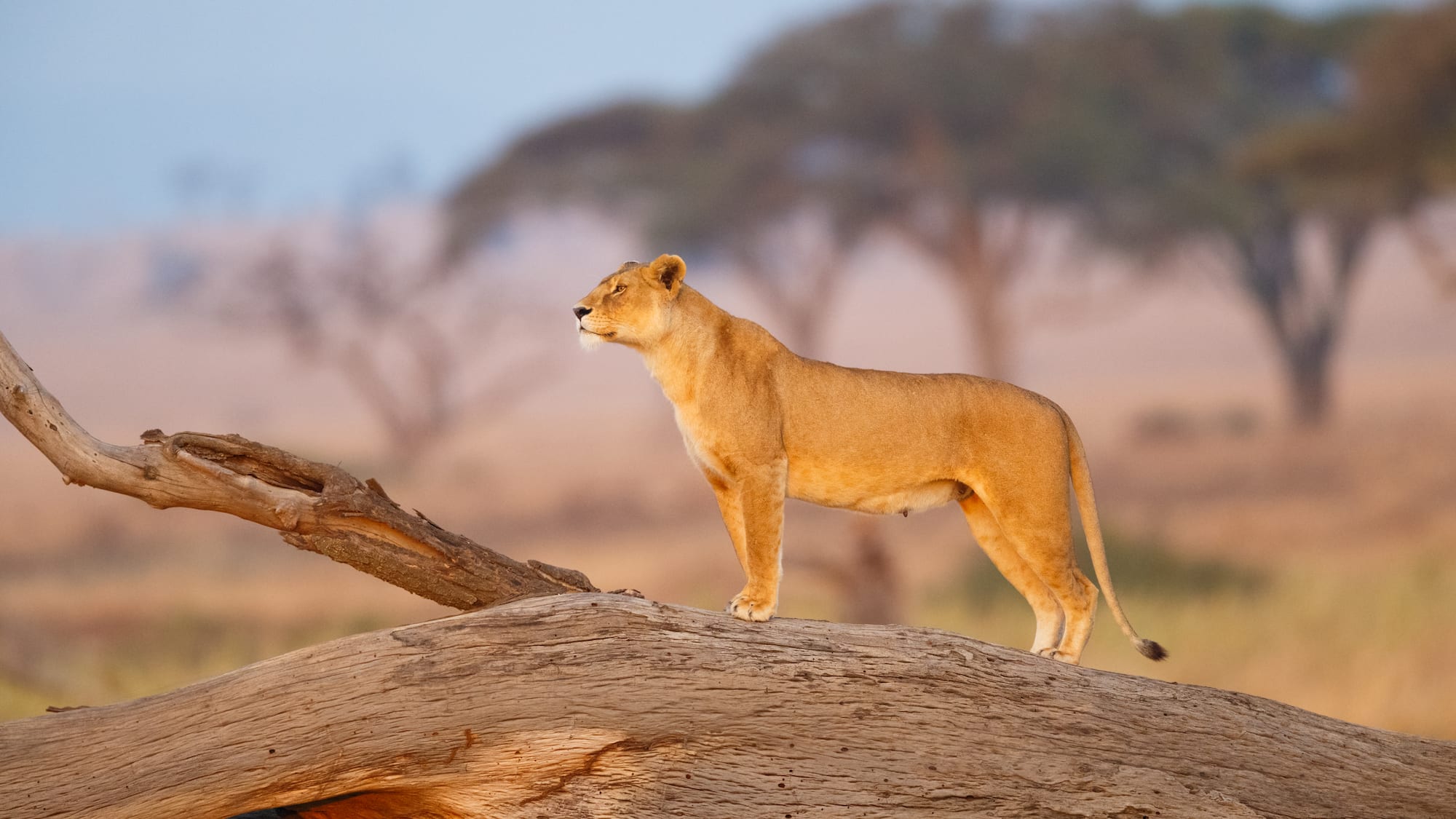 a lion standing on a log