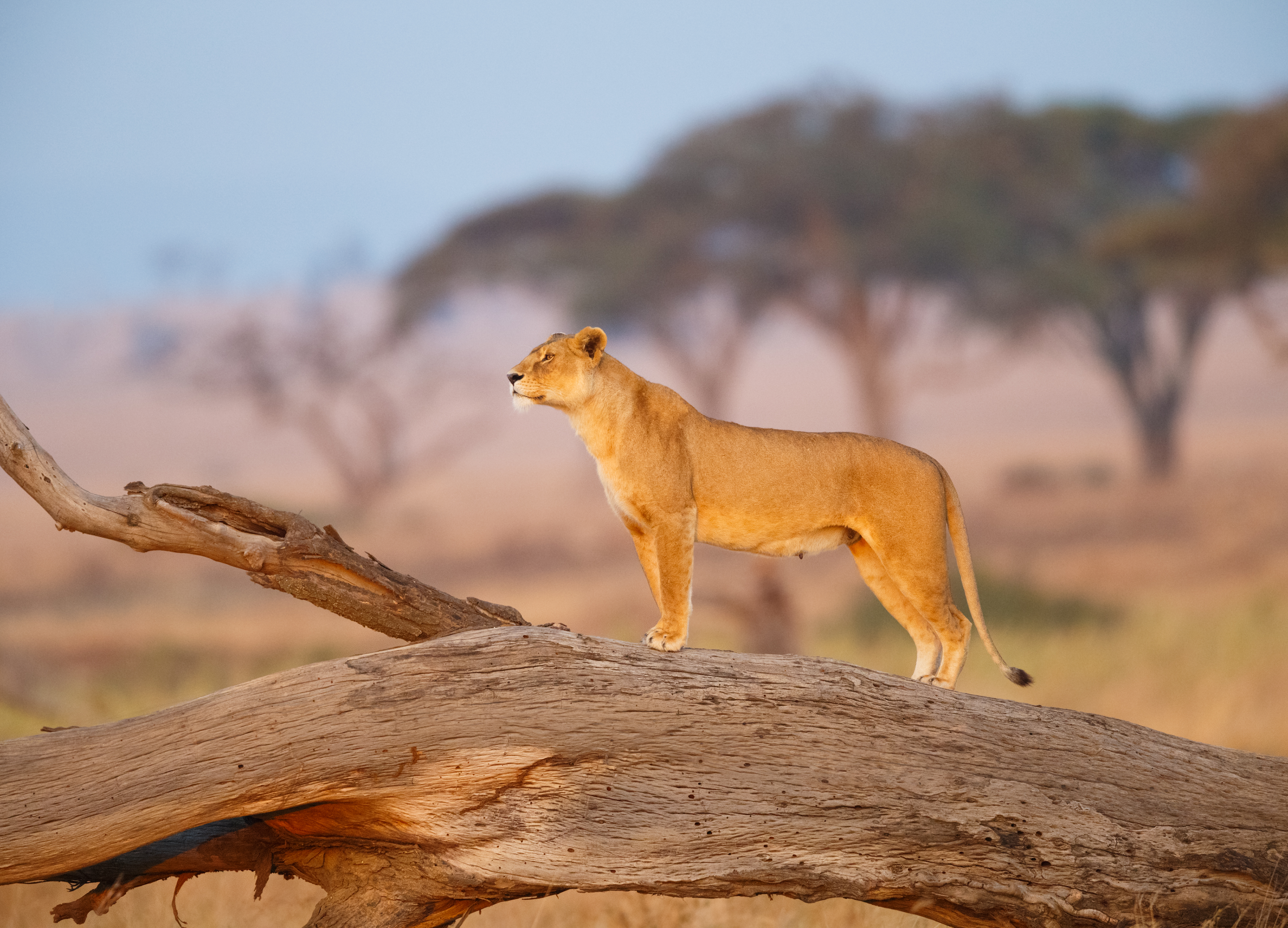 a lion standing on a log