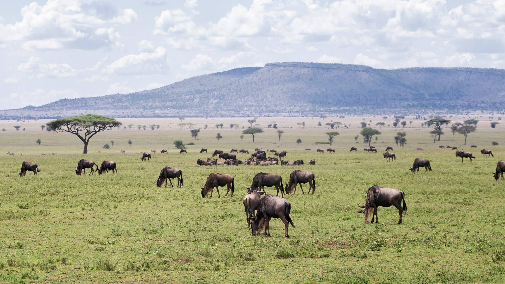 a herd of wildebeest grazing in a grassy field