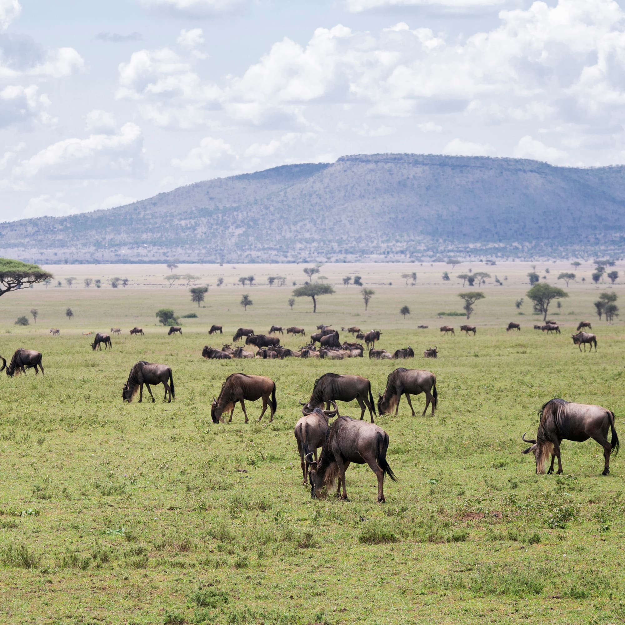 a herd of wildebeest grazing in a grassy field