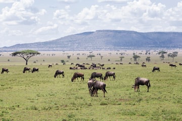 a herd of wildebeest grazing in a grassy field