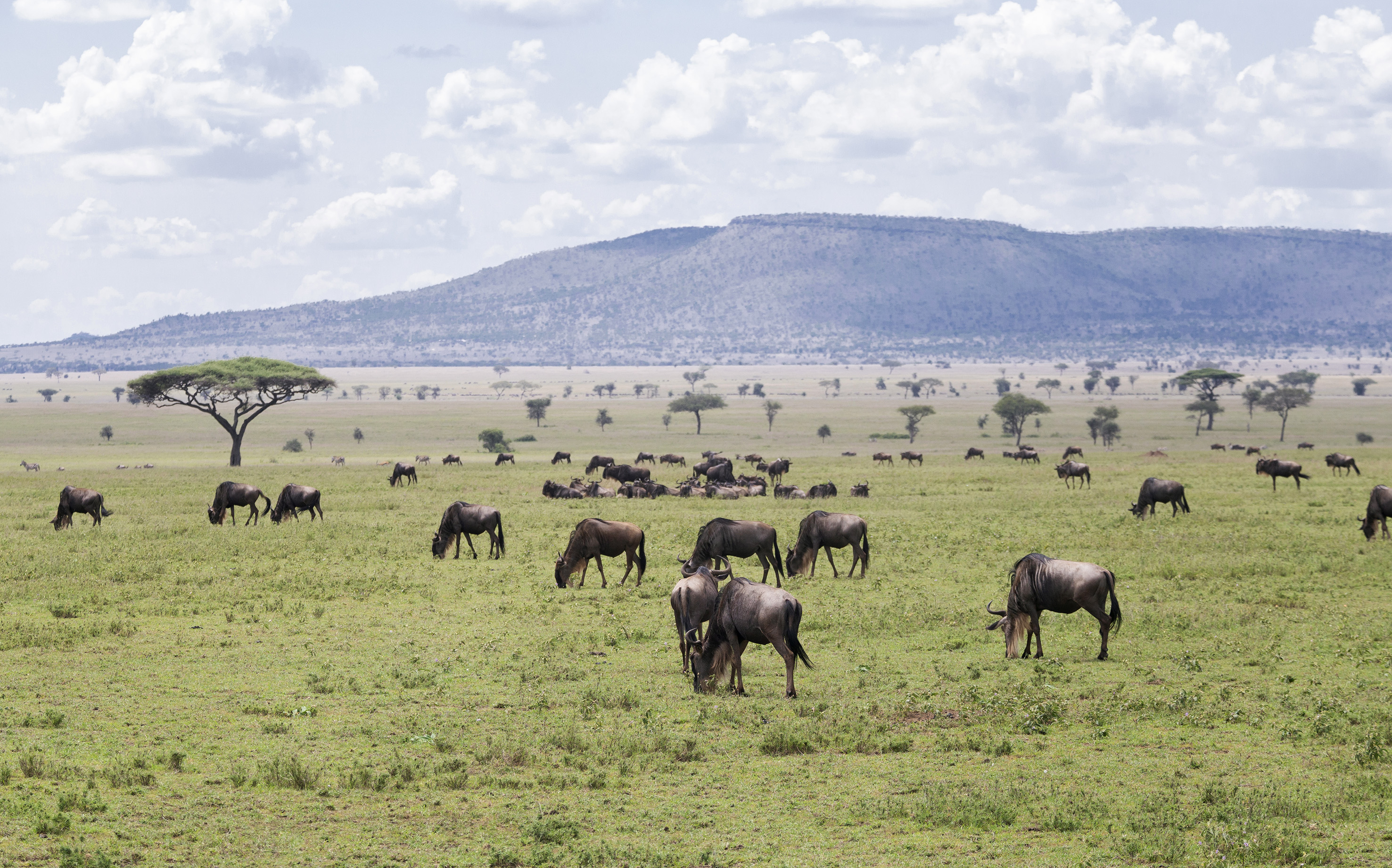 Wildebeest herd grazing on green African savanna with acacia trees and hills.