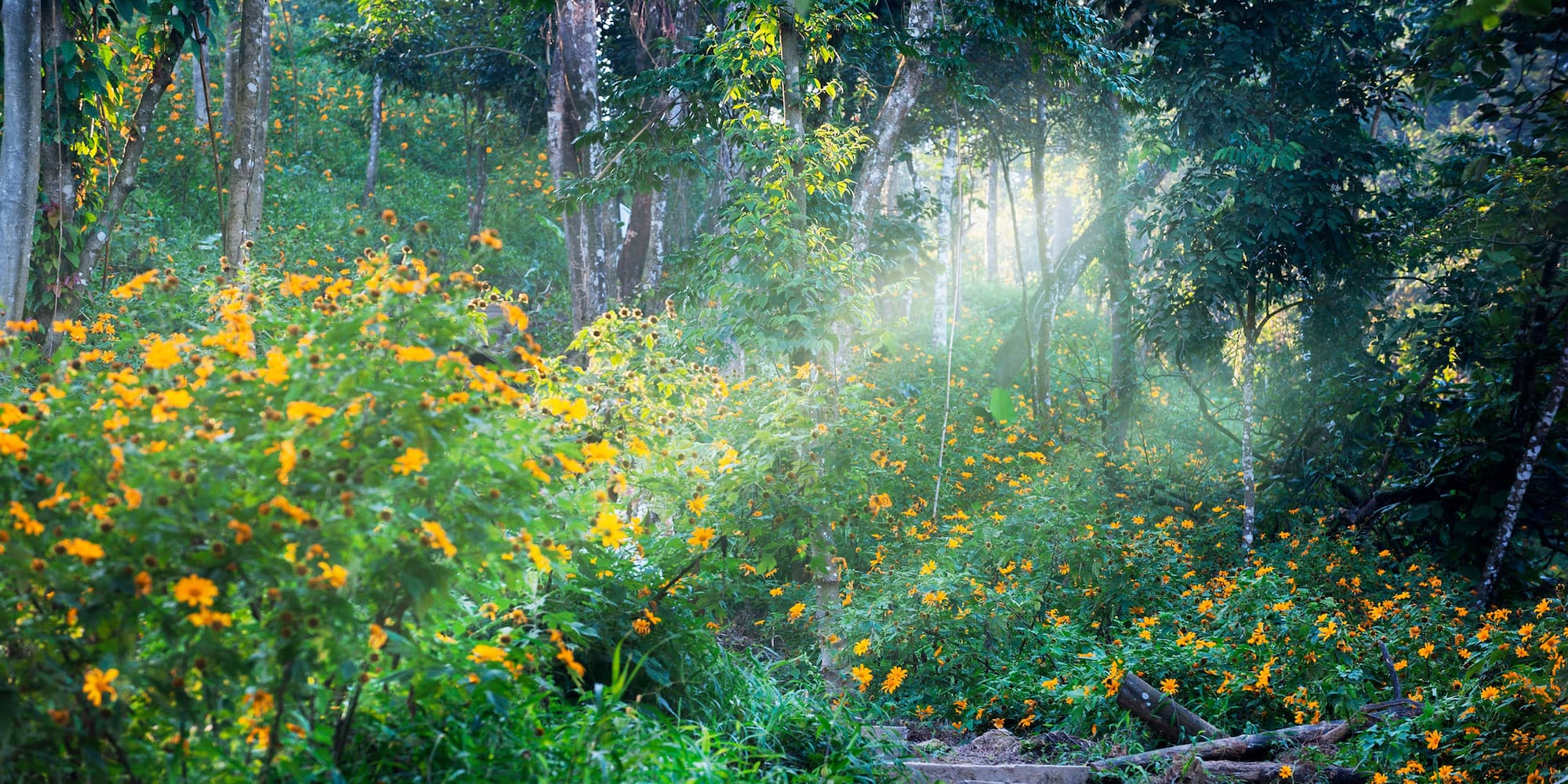 a path in a forest with yellow flowers