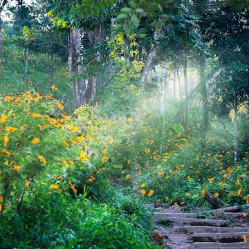 a path in a forest with yellow flowers