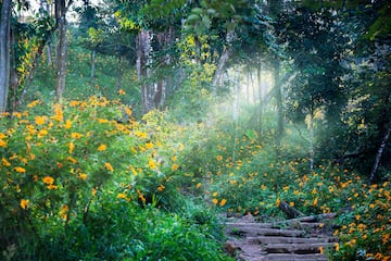 a path in a forest with yellow flowers