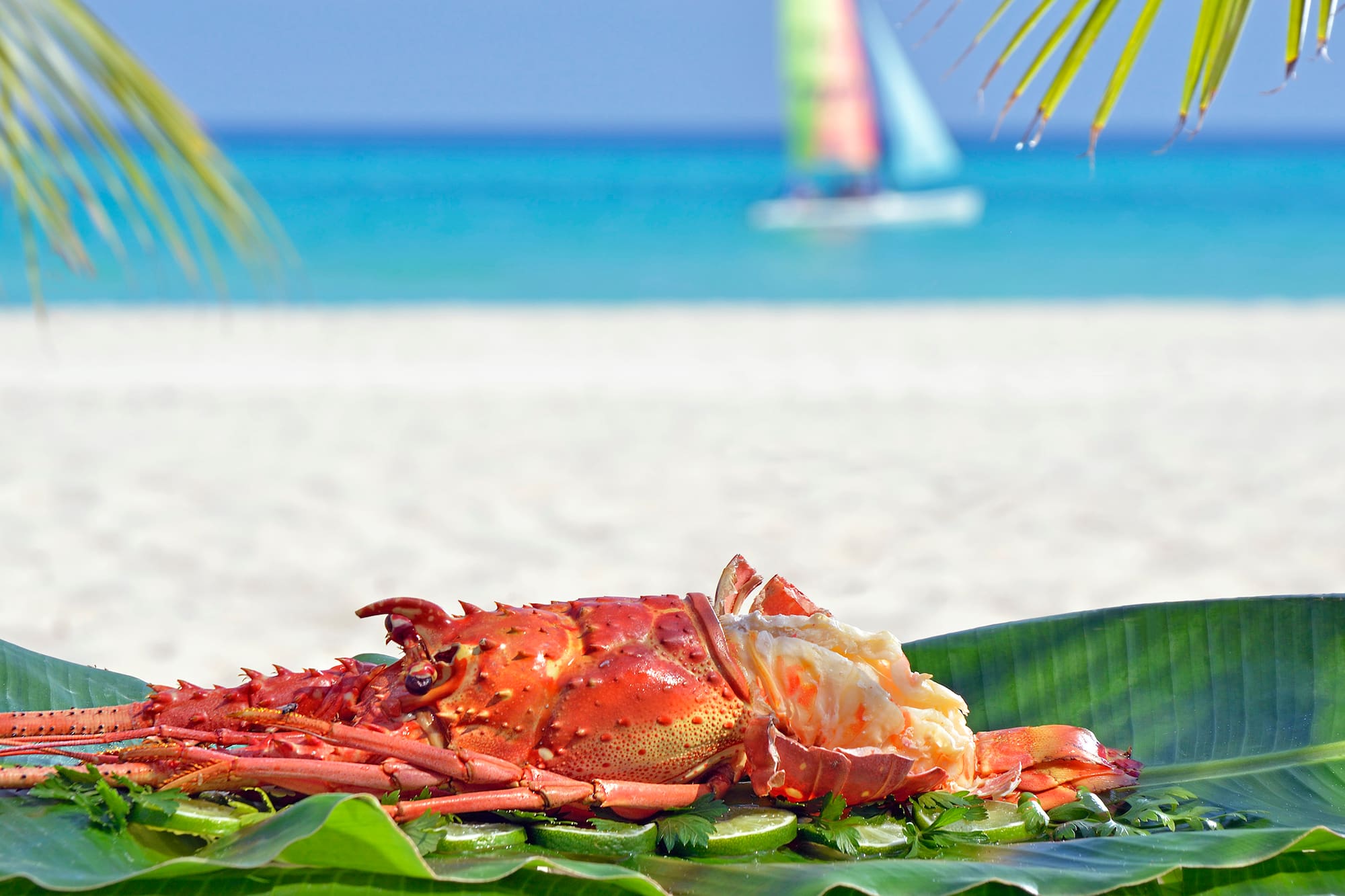 a lobster on a leaf on a beach