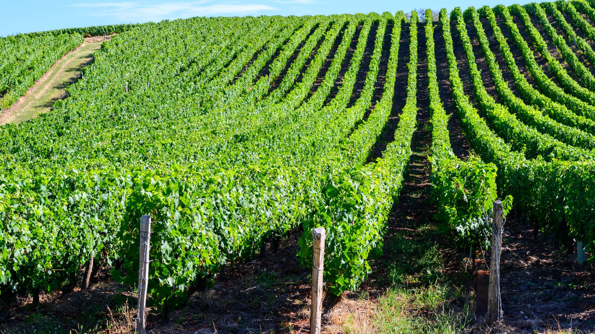 a rows of green plants