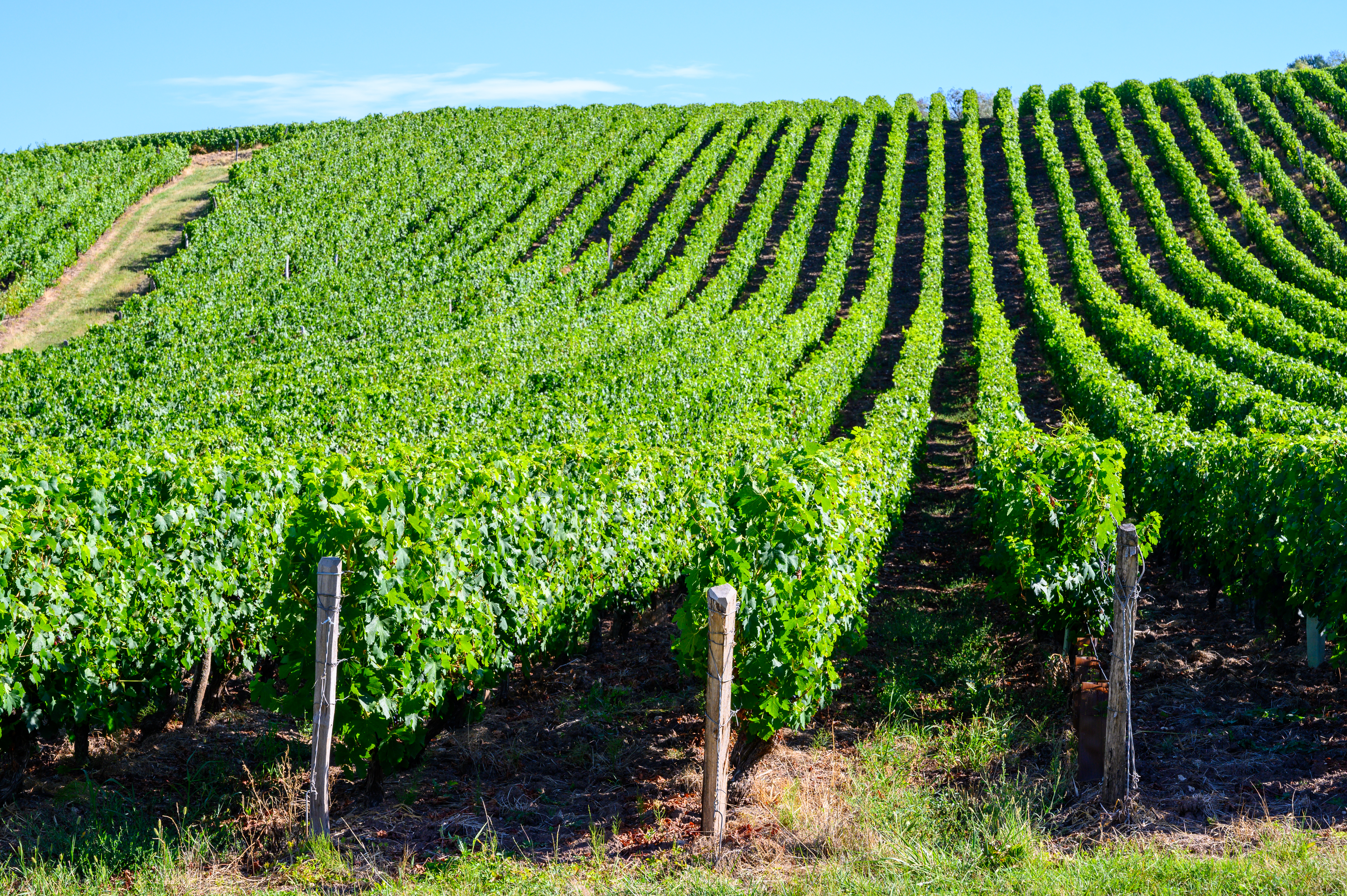 a rows of green plants
