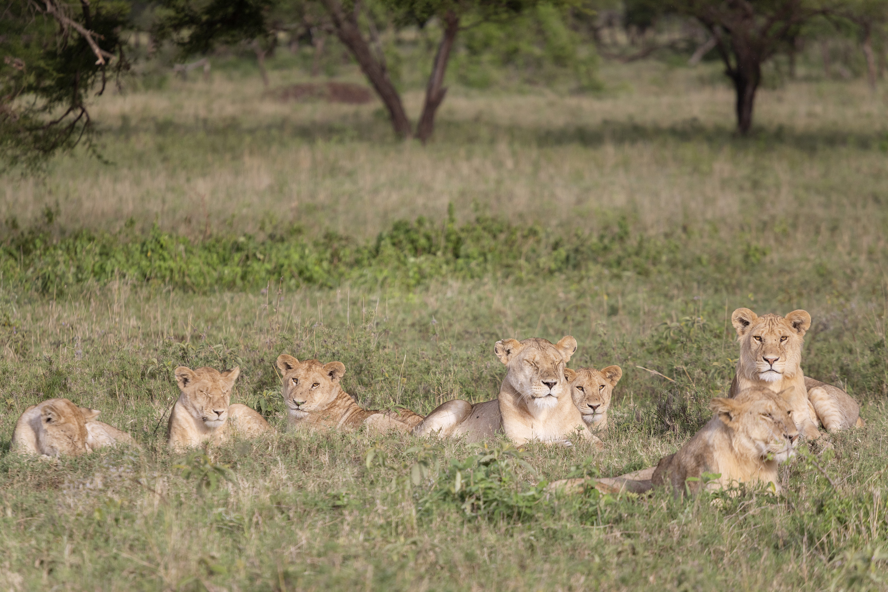 Lion pride with cubs resting in dry African savanna grass.