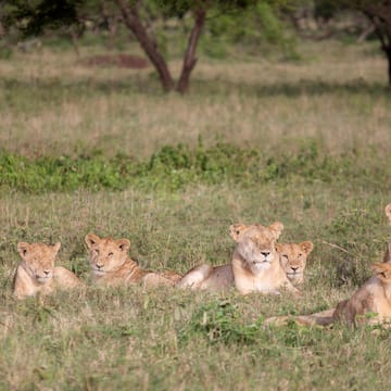 a group of lions lying in grass