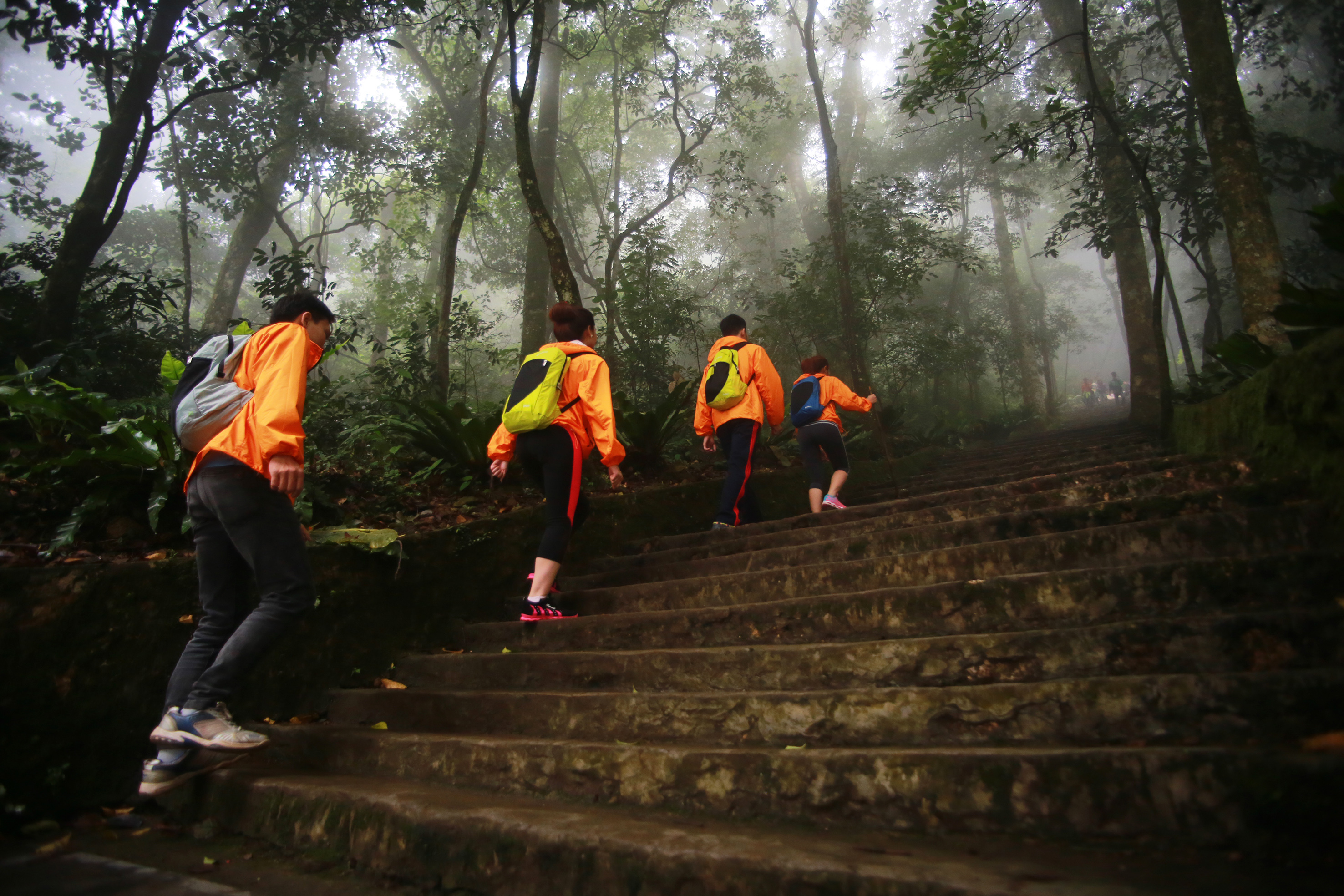 a group of people walking up stairs in the woods