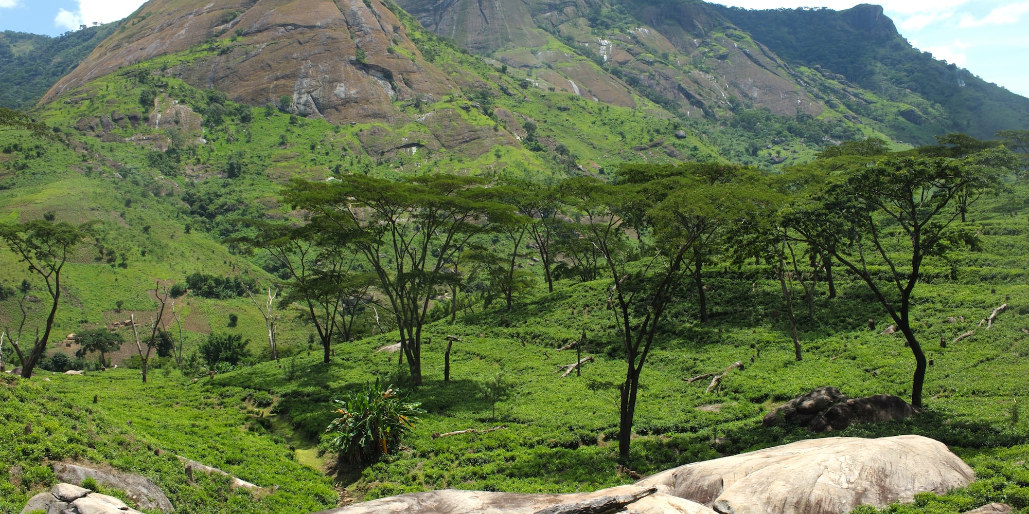 a green landscape with trees and rocks