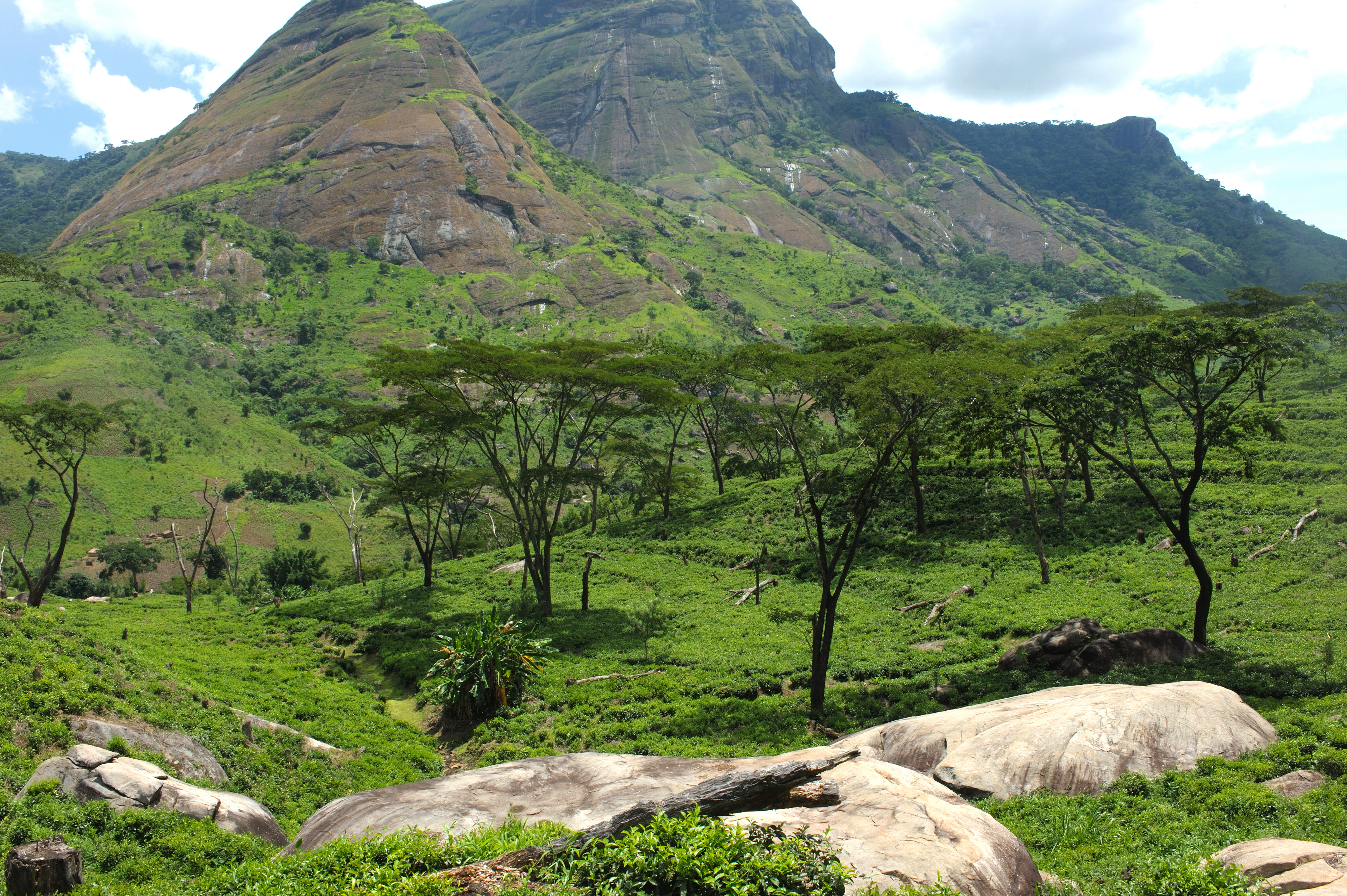 a green landscape with trees and rocks