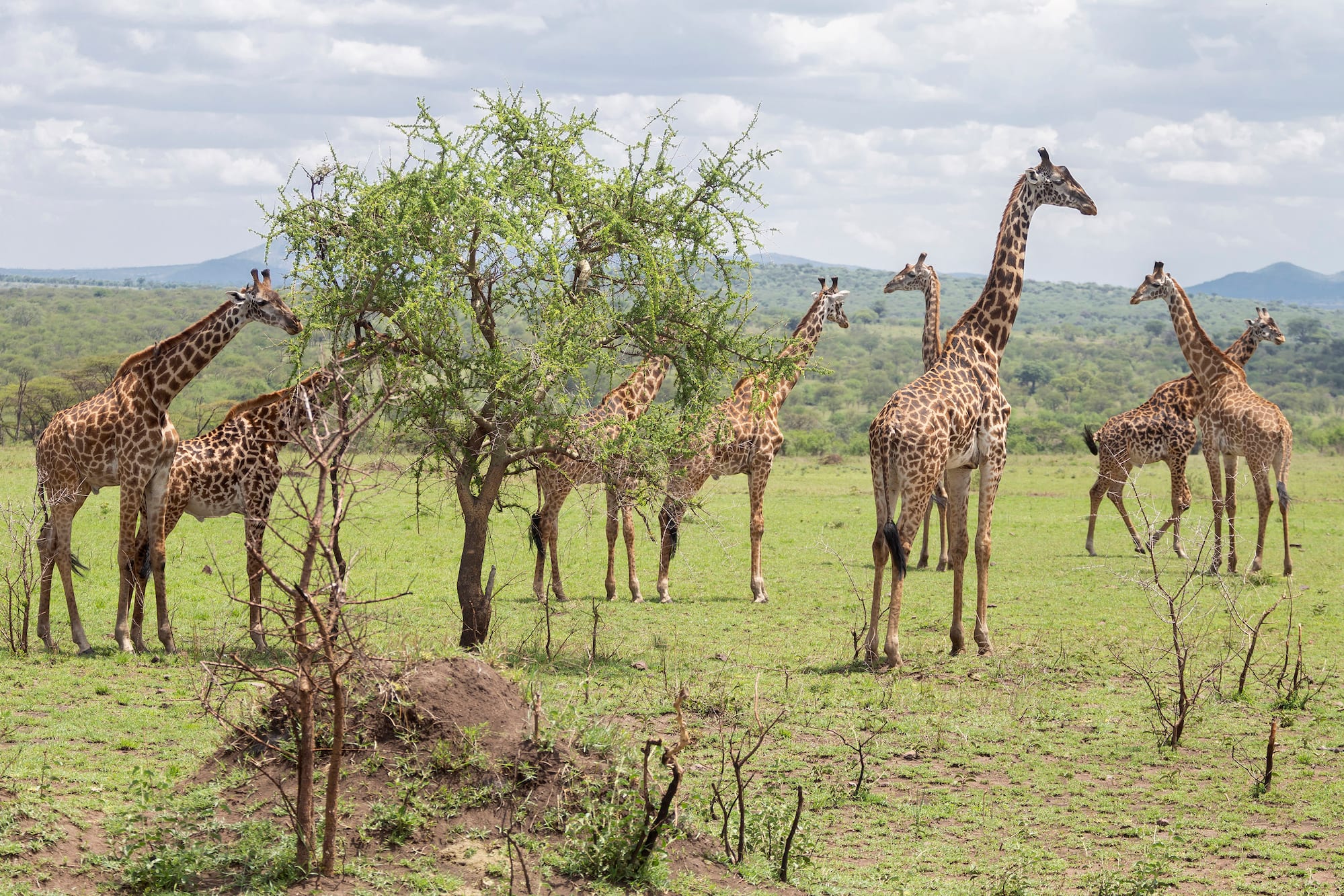 a group of giraffes in a field