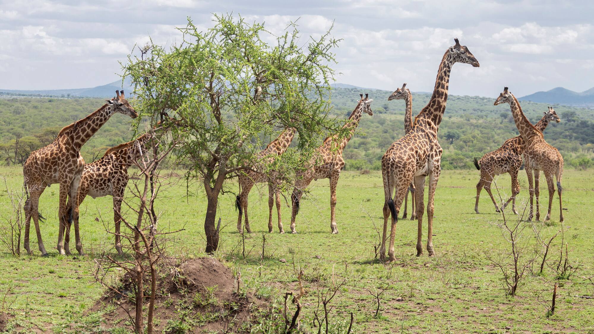a group of giraffes in a field
