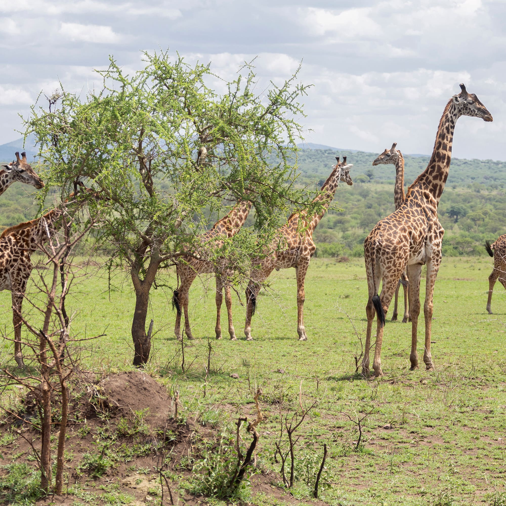 a group of giraffes in a field