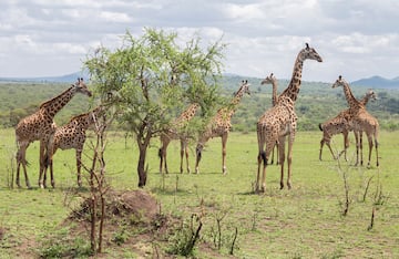 a group of giraffes in a field