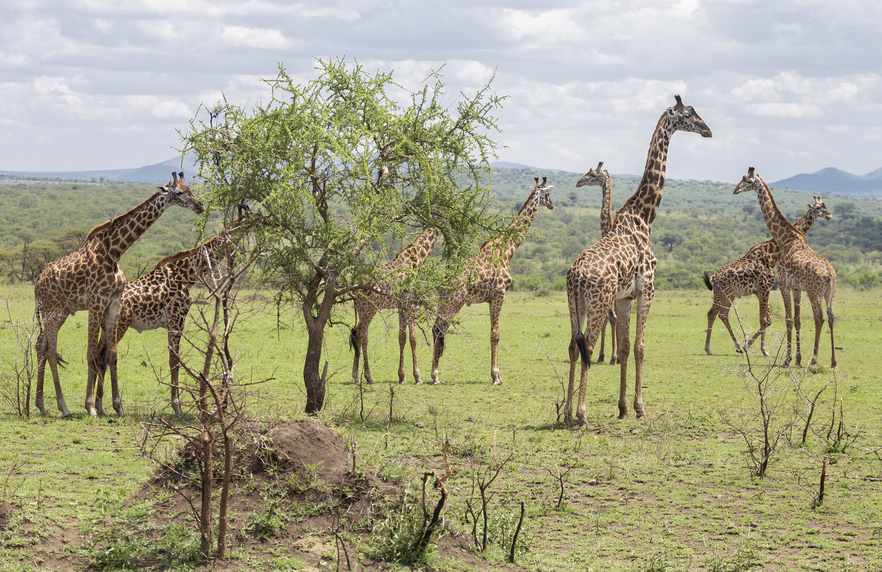 Several giraffes and calves grazing by an acacia tree in an African savanna.
