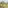 Several giraffes and calves grazing by an acacia tree in an African savanna.