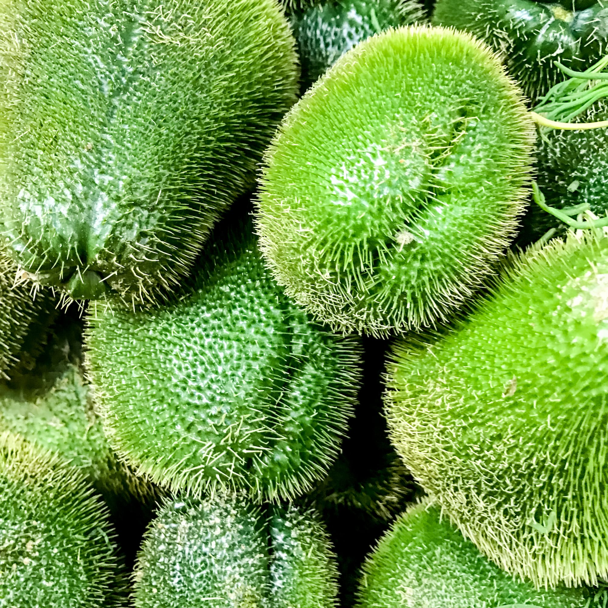 a pile of green fruit